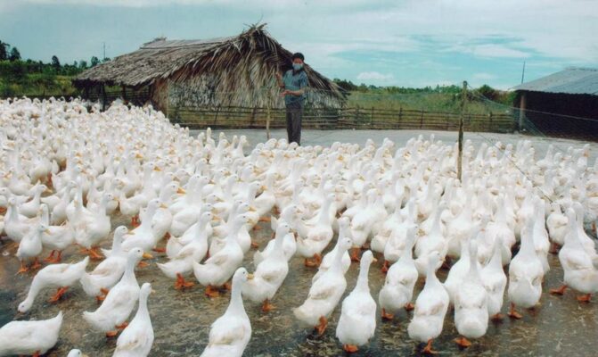 Kiến thức chăn nuôi Vịt