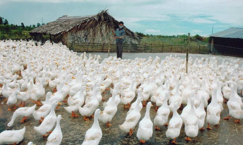 Kiến thức chăn nuôi Vịt