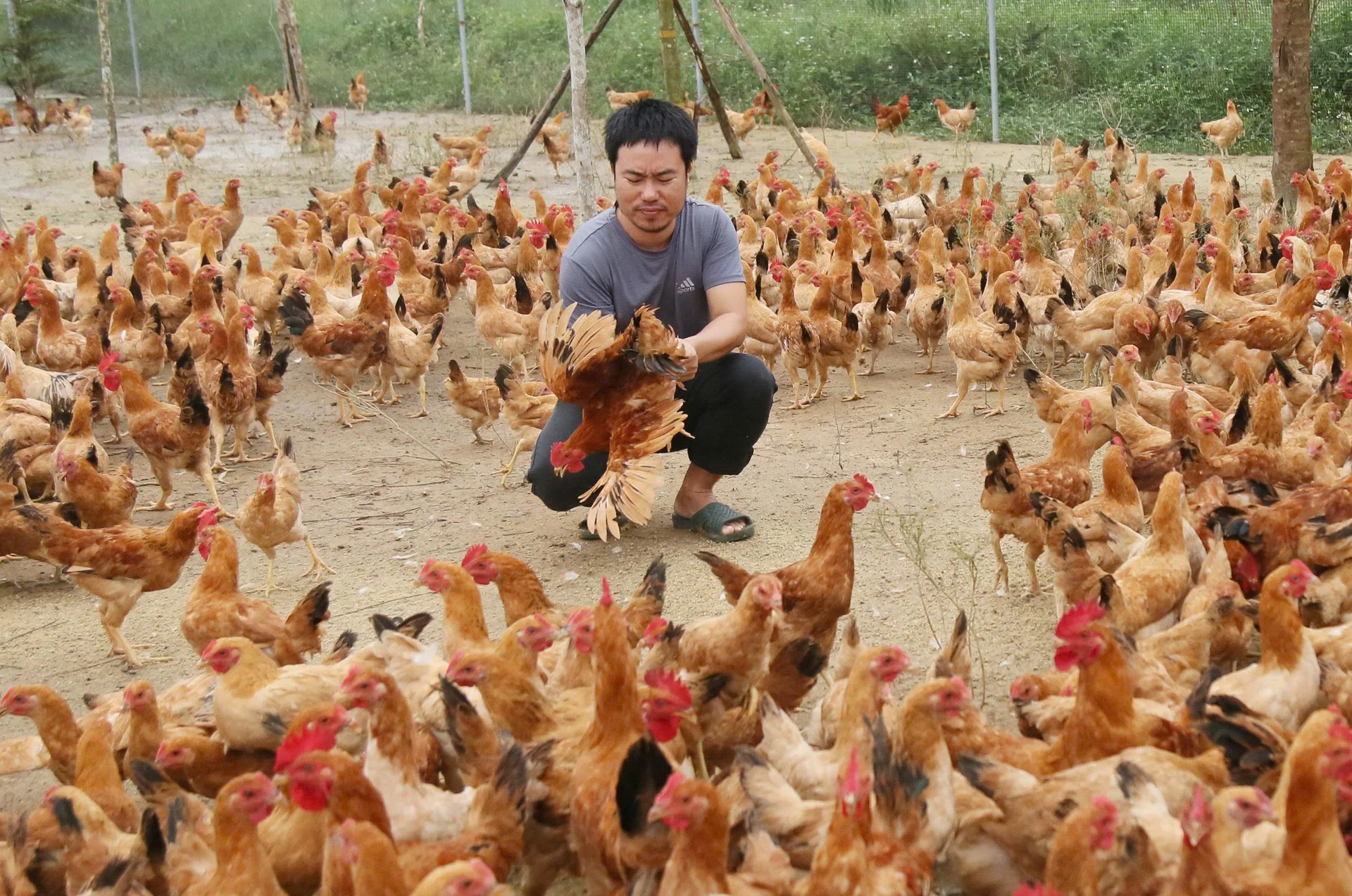 Anh Nguyễn Tiến Sỹ kiểm tra lứa gà thảo dược chuẩn bị xuất chuồng