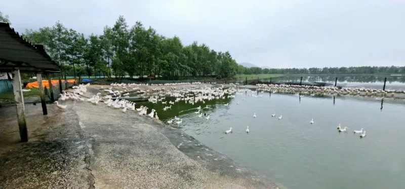 Anh Sỹ chia khu vực nuôi vịt rõ ràng, mỗi khu đều được che chắn cẩn thận, bảo đảm an toàn cho đàn