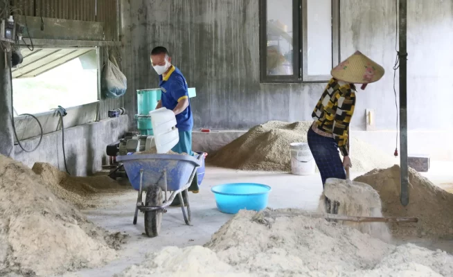 Chế biến thức ăn thảo dược tại trang trại nuôi gà