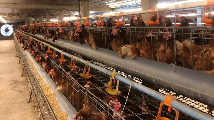 Chuồng nuôi đạt các tiêu chuẩn kỹ thuật giúp giảm dịch bệnh cho gà