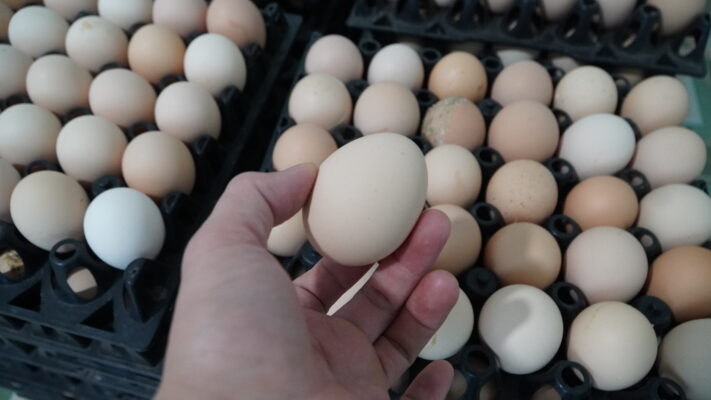 Chăn nuôi gà đẻ trứng