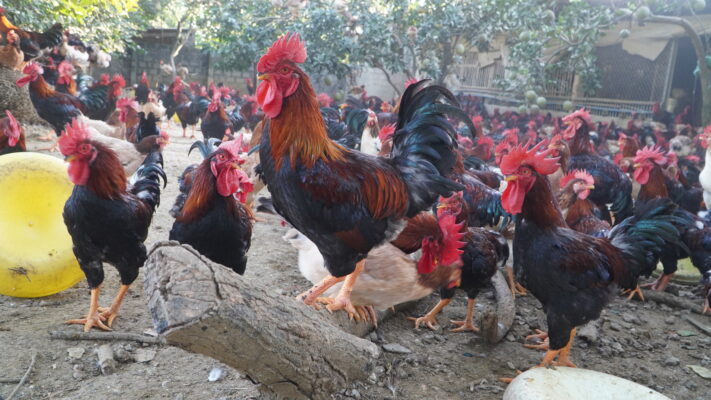 Kiến thức chăn nuôi gà