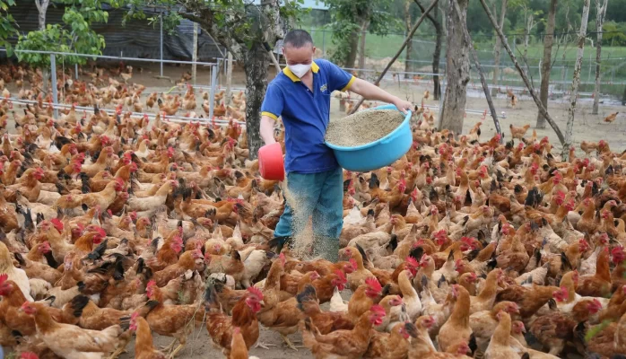 Gà nuôi sử dụng thức ăn thảo dược có chất lượng cao