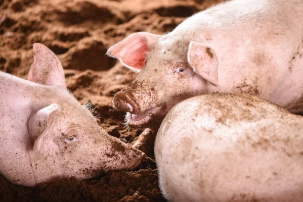 Máy phát điện biogas sẽ tận dụng triệt để nguồn khí biogas dồi dào từ phân heo để chuyển hóa thành điện năng