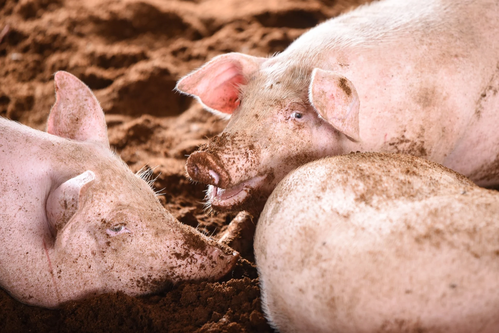 Máy phát điện biogas sẽ tận dụng triệt để nguồn khí biogas dồi dào từ phân heo để chuyển hóa thành điện năng