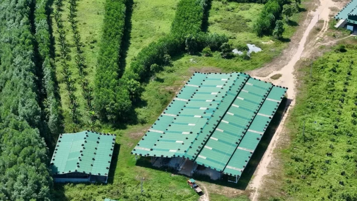 Phát triển hệ thống trang trại, tối ưu hóa hiệu quả chăn nuôi tại Quảng Ngãi