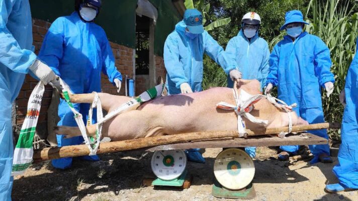 Quảng Ngãi tái đàn vật nuôi sau dịch theo hướng chủ động – an toàn – bền vững