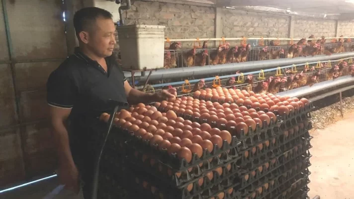 Sản phẩm trừng gà đỏ đạt OCOP 4 sao của hộ ông Nguyễn Văn Công