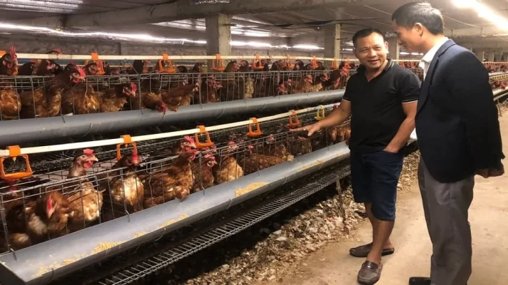 Trang trại nuôi gà đẻ của hộ ông Nguyễn Văn Công đạt tiêu chuẩn VietGAP