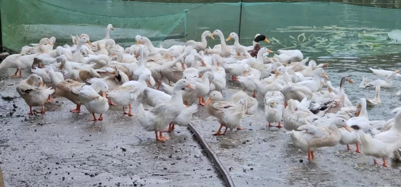 Vịt nuôi theo hướng VietGAHP đảm bảo an toàn dịch bệnh