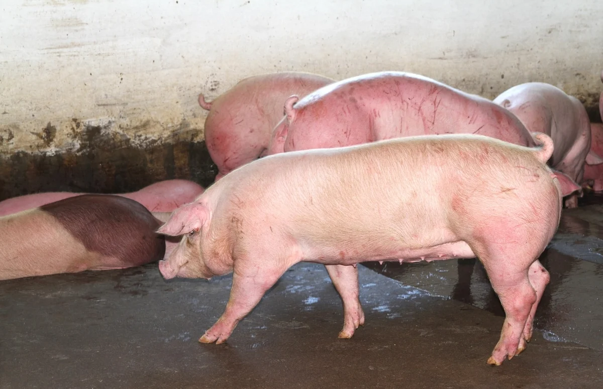 chủ động ứng phó, dịch tả lợn Châu Phi trên địa bàn Nghệ An cơ bản đã được kiểm soát