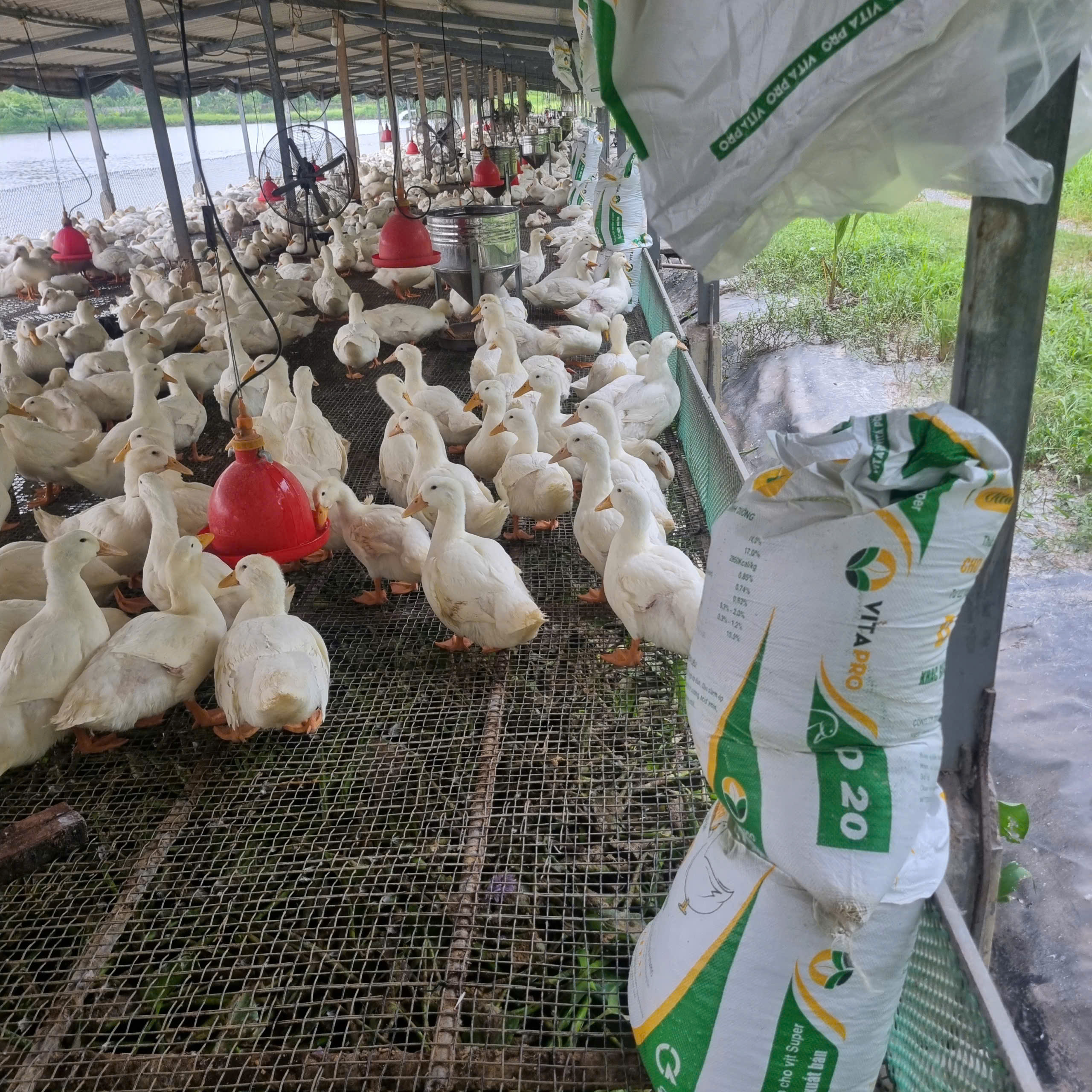 chăn nuôi vịt thương phẩm