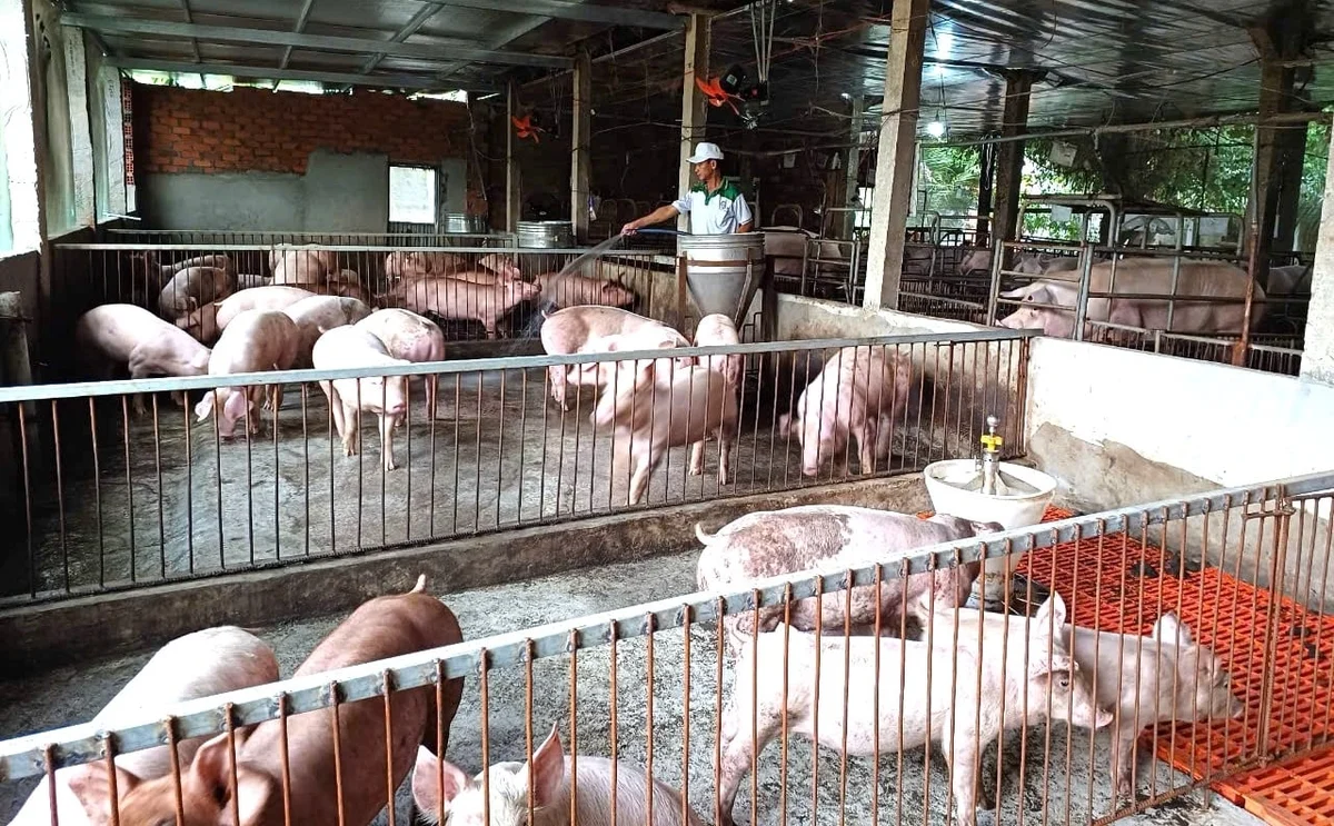 Bão, lũ ở phía đông Gia Lai trong tháng 11:2025 gây thiệt hại không lớn đối với đàn heo ít, chủ yếu gây thiệt hại gia cầm