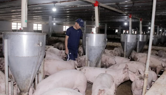 Giá heo hơi tăng mạnh trong giai đoạn cận Tết Nguyên đán khiến người chăn nuôi phấn khởi, đảm bảo có lãi.