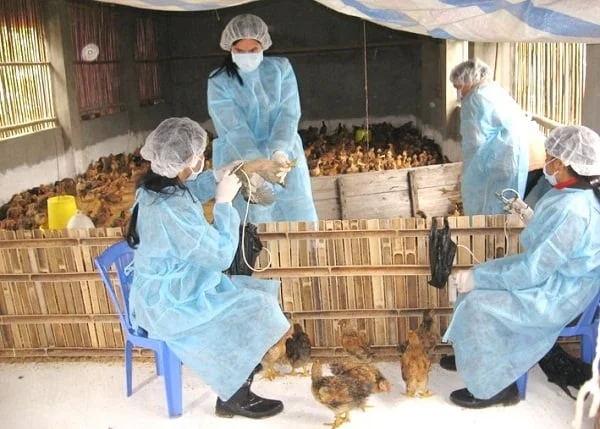 Hà Nội chủ động phòng bệnh bắt buộc bằng vacxin cho đàn gia súc, gia cầm