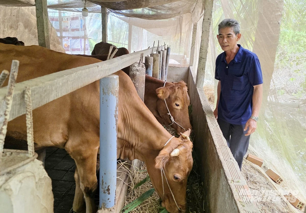 Mô hình chuồng trại nuôi bò sinh sản của gia đình ông Nguyễn Văn Miên được xây dựng thông thoáng, sạch sẽ, bảo đảm vệ sinh, tạo điều kiện cho đàn bò sinh trưởng tốt và hạn chế dịch bệnh