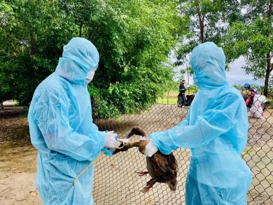 Năm 2025, bệnh cúm gia cầm đã phát sinh tại 22 hộ chăn nuôi ở 12 xã, phường ở Quảng Ngãi khiến gần 28.717 con gia cầm phải tiêu hủy