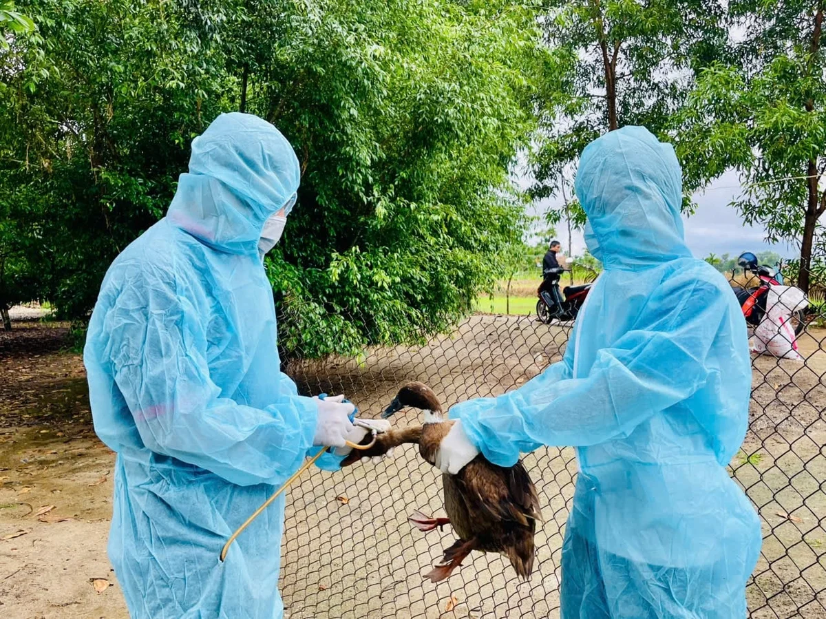 Năm 2025, bệnh cúm gia cầm đã phát sinh tại 22 hộ chăn nuôi ở 12 xã, phường ở Quảng Ngãi khiến gần 28.717 con gia cầm phải tiêu hủy