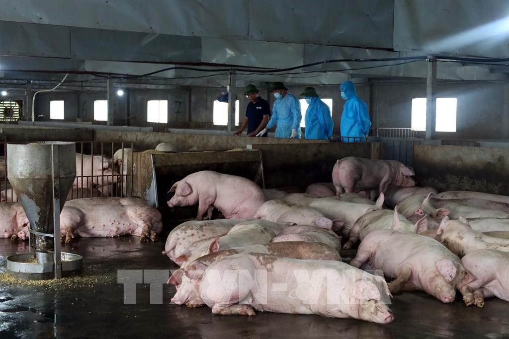 Thanh Hóa công bố hết dịch tả lợn châu Phi, chăn nuôi phục hồi trước Tết. Ảnh minh họa- TTXVN