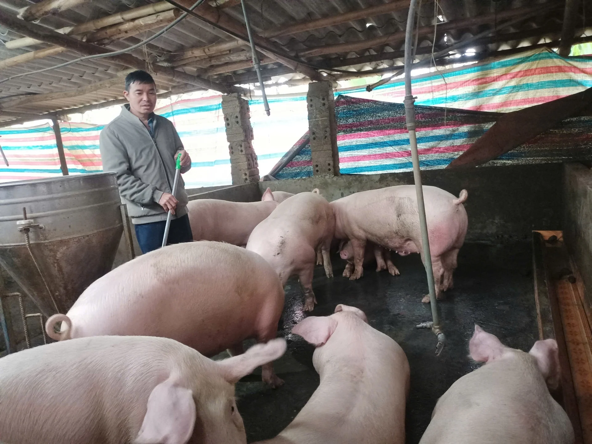 Đàn lợn của gia đình ông Trần Ngọc Hiền sẵn sàng xuất chuồng dịp Tết Bính Ngọ 2026