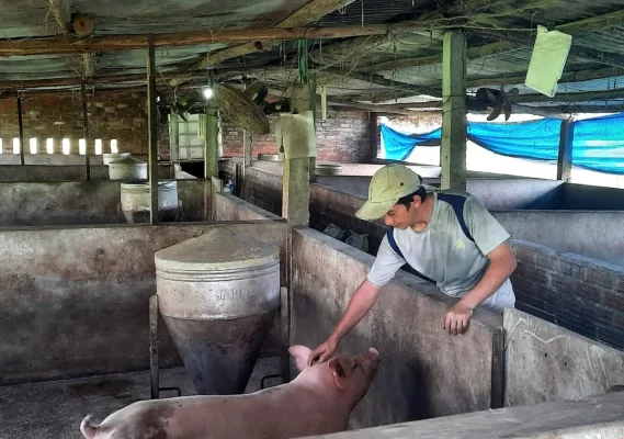 Các hộ chăn nuôi heo chú trọng hơn đến an toàn dịch bệnh khi thực hiện tái đàn