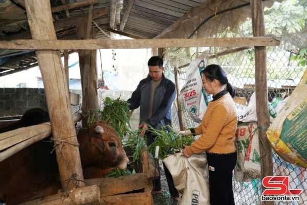 Cán bộ Trung tâm Khuyến nông và Chuyển đổi số tỉnh Sơn La hướng dẫn nông dân bổ sung thức ăn cho vật nuôi