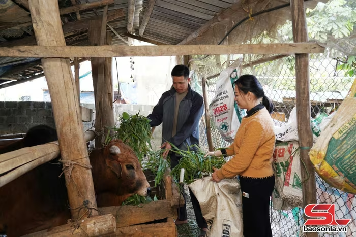Cán bộ Trung tâm Khuyến nông và Chuyển đổi số tỉnh Sơn La hướng dẫn nông dân bổ sung thức ăn cho vật nuôi