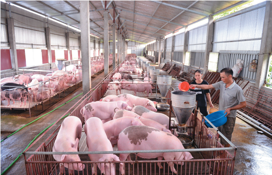 Chăn nuôi Bắc Ninh chuyển mình theo hướng hiện đại, an toàn sinh học và phát triển bền vững