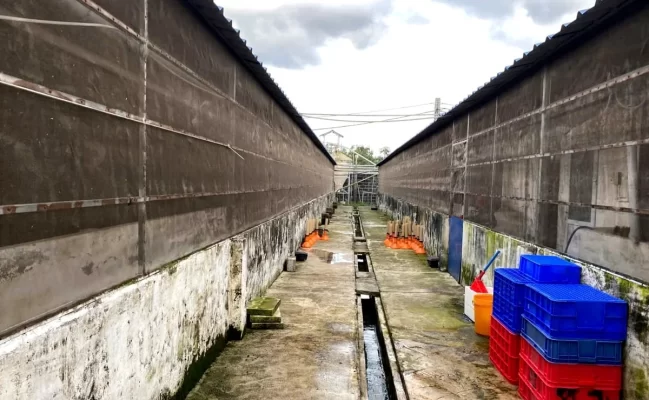 Chăn nuôi công nghệ cao được đầu tư cơ sở hạ tầng bài bản