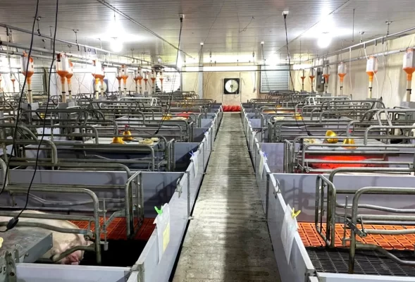 Đắk Lắk đẩy mạnh chăn nuôi công nghệ cao