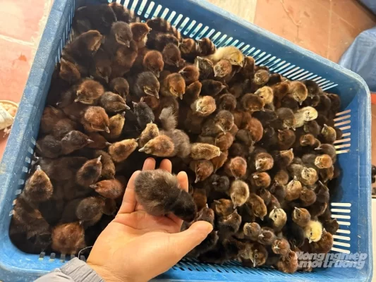 Gà H'Mông lai 3 máu mới ấp nở được ông Pha nhận về nuôi úm