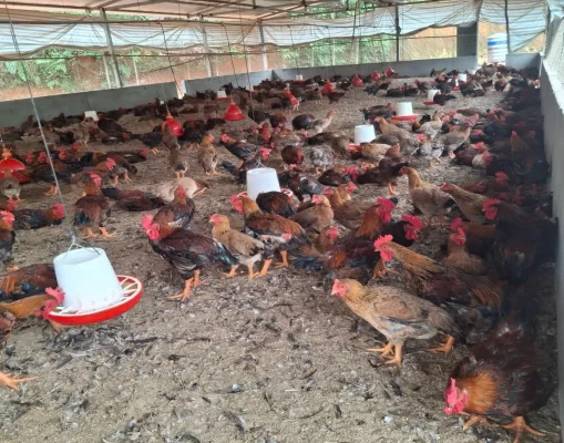 Gà thương phẩm của gia đình anh Dũng