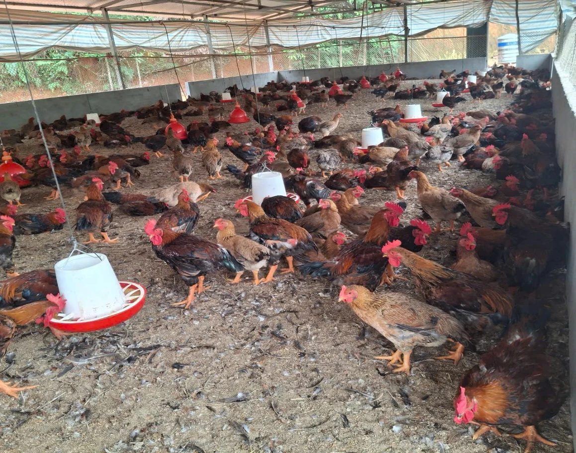 Gà thương phẩm của gia đình anh Dũng