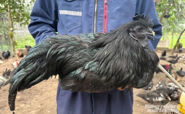 Giống gà H'Mông bản địa được anh Dưỡng mua từ miền núi phía Bắc