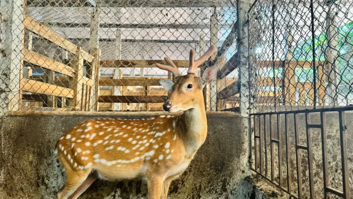 Hà Tĩnh bước vào mùa thu hoạch nhung