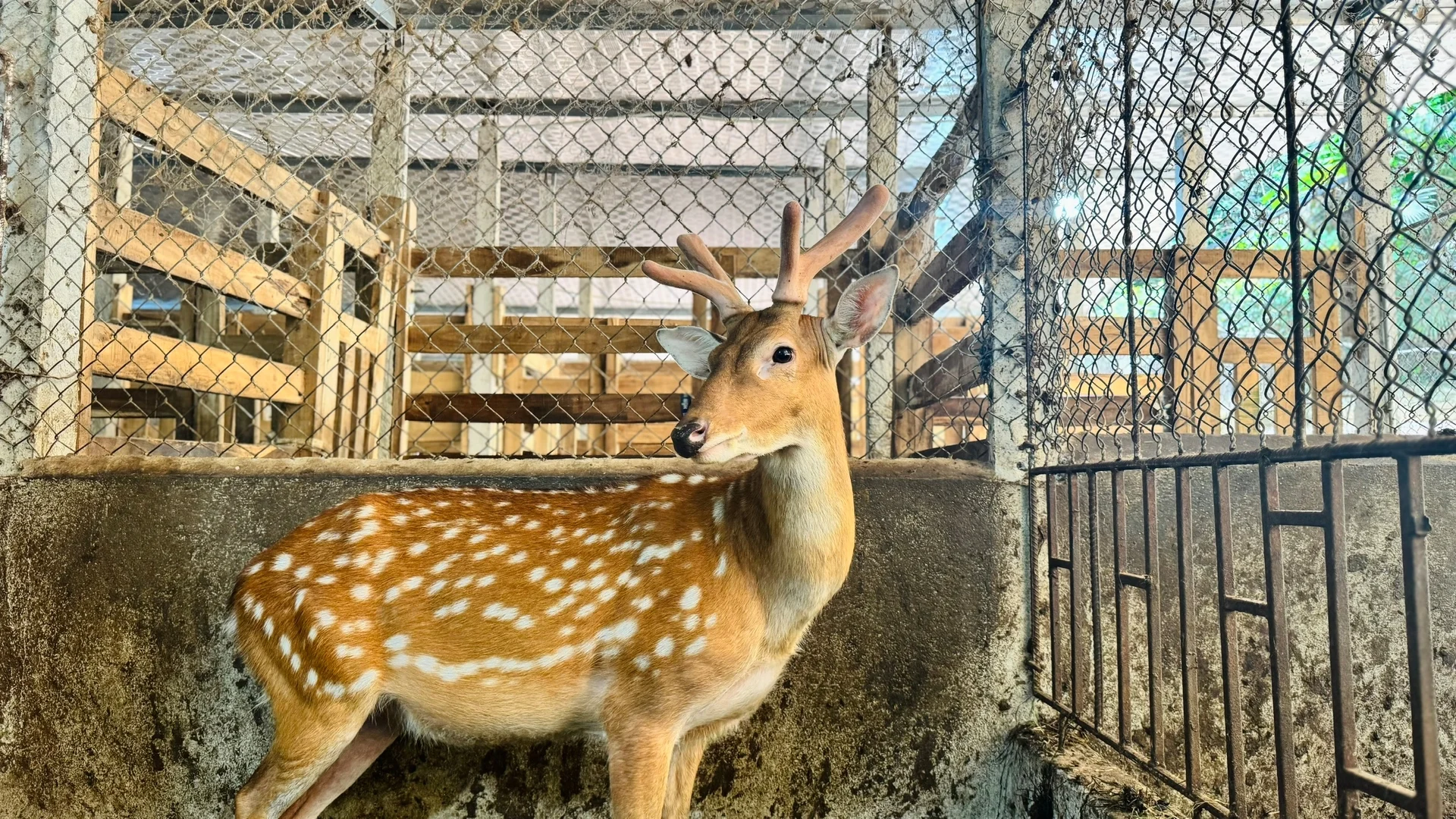 Hà Tĩnh bước vào mùa thu hoạch nhung