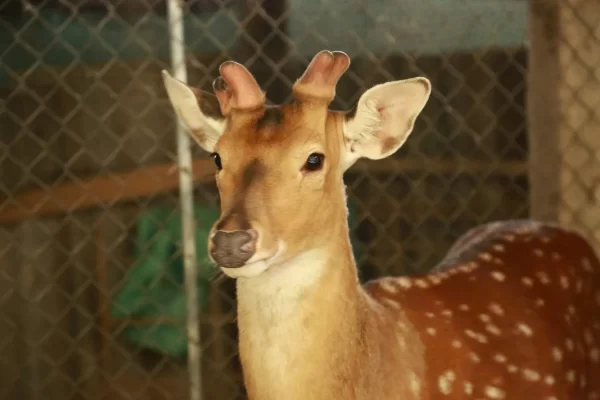 Hươu bắt đầu có nhung được 20 ngày và dự kiến sau 30-35 ngày nữa sẽ tiếp tục được lấy nhung