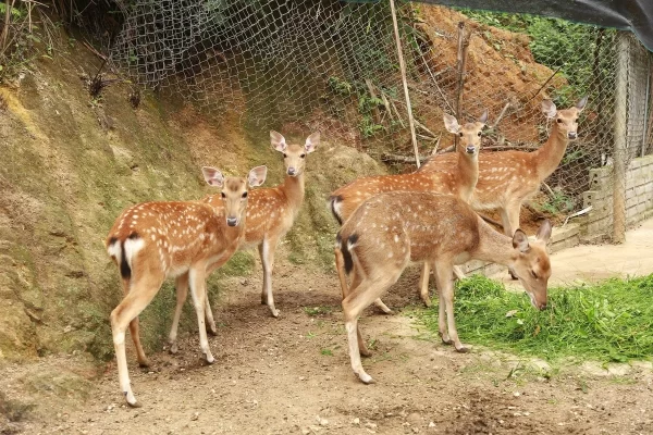 Hươu rất dễ thích nghi với môi trường, ăn ít và thức ăn rất sẵn tại địa phương nên nuôi hươu mất ít công chăm sóc