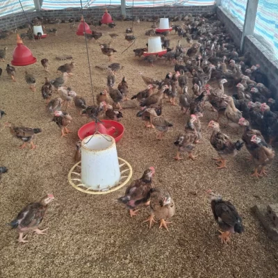 Khu nuôi gà 1 tháng tuổi của gia đinh Anh Dũng