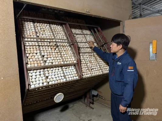 Máy ấp trứng gia cầm trong trang trại của anh Dưỡng