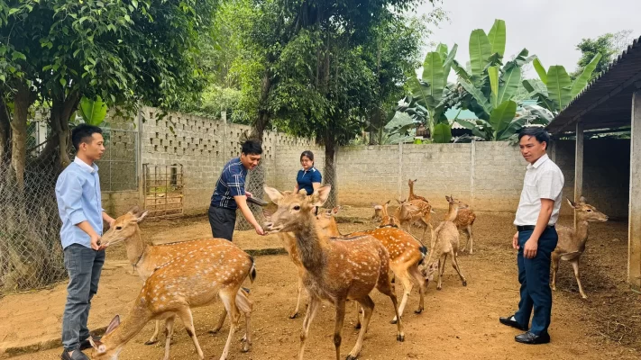 Mô hình chăn nuôi hươu tập trung tại HTX Hươu sao Ngọc Linh