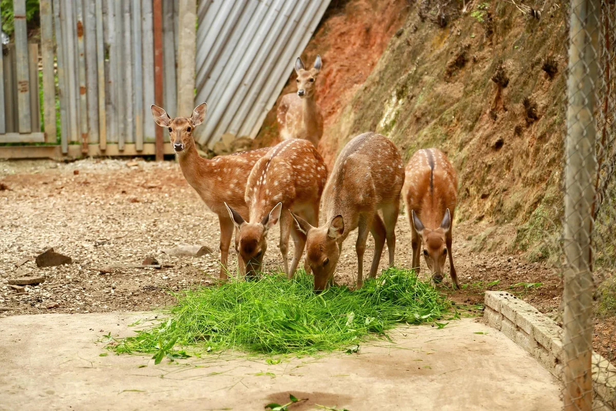 Mô hình nuôi hươu sao tại xã Bảo Ái bước đầu mang lại hiệu quả kinh tế nhờ dễ nuôi, thức ăn sẵn có và sản phẩm nhung hươu có giá trị cao