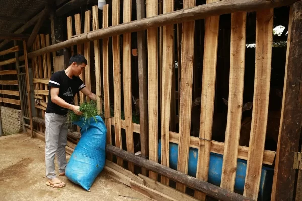 Mỗi con hươu chỉ cần khoảng 4m2 diện tích chuồng nuôi nên không tốn nhiều diện tích đất