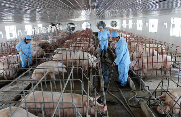 Ngành chăn nuôi tỉnh Nghệ An tiếp tục duy trì đà phát triển ổn định với quy mô đàn vật nuôi lớn và sản lượng sản phẩm tăng trưởng tích cực