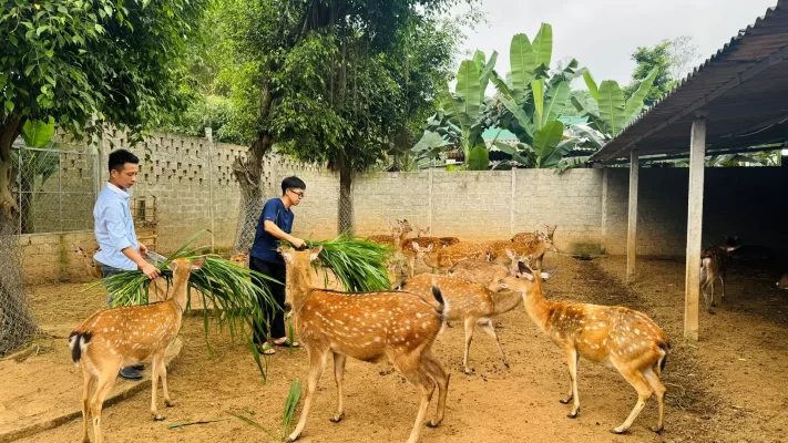 Người chăn nuôi bổ sung thức ăn xanh cho đàn hươu, đảm bảo dinh dưỡng trong giai đoạn phát triển nhung