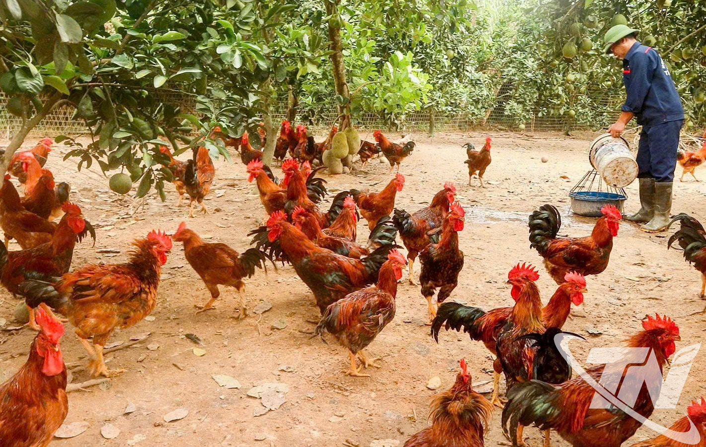 Nhiều cơ sở, trang trại chăn nuôi tại Thái Nguyên áp dụng quy trình VietGAP, tạo ra sản phẩm an toàn, nâng cao sức cạnh tranh trên thị trường