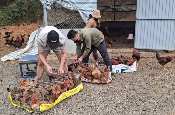 Nhờ chất lượng thịt thơm ngon, gà Hồ luôn được thương lái tìm tới tận nơi đặt mua