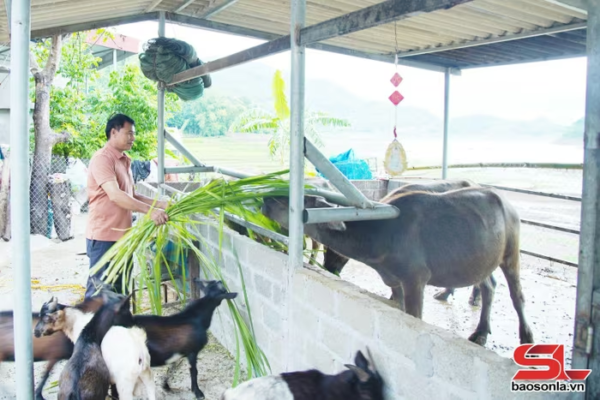 Nông dân xã Tường Hạ nuôi nhốt gia súc đảm bảo việc phòng, chống dịch bệnh